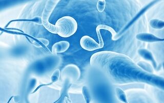 spermadonor