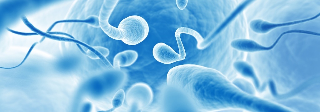 permadonor