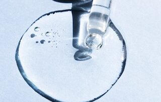 embryo