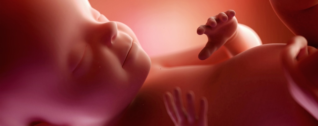 foetus