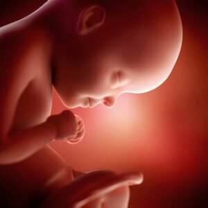 foetus