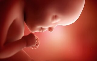 foetus