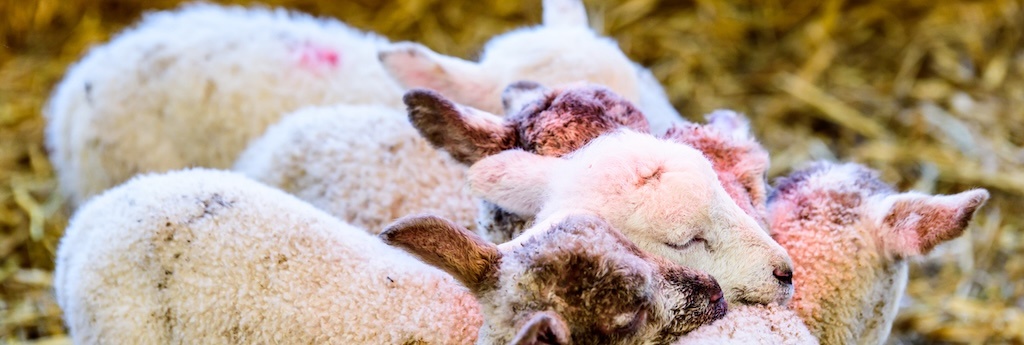 vijfling schapen