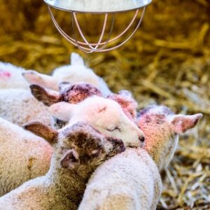 vijfling schapen