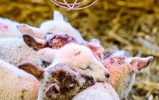 vijfling schapen