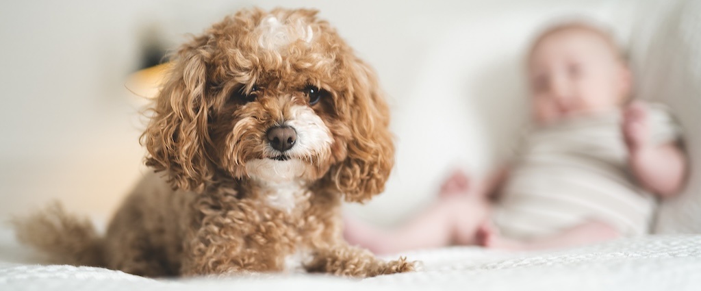 hond en baby