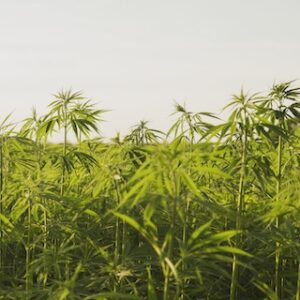 cannabis